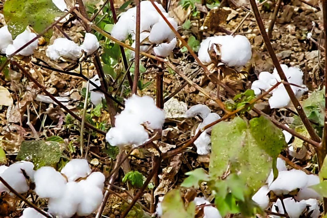 Cameroon_s_cotton_revival_knits_past_resilience_to_future_gain (1)