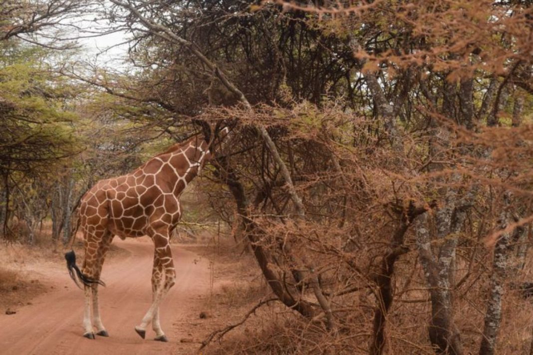 Giraffe species matter, African scientists reveal why